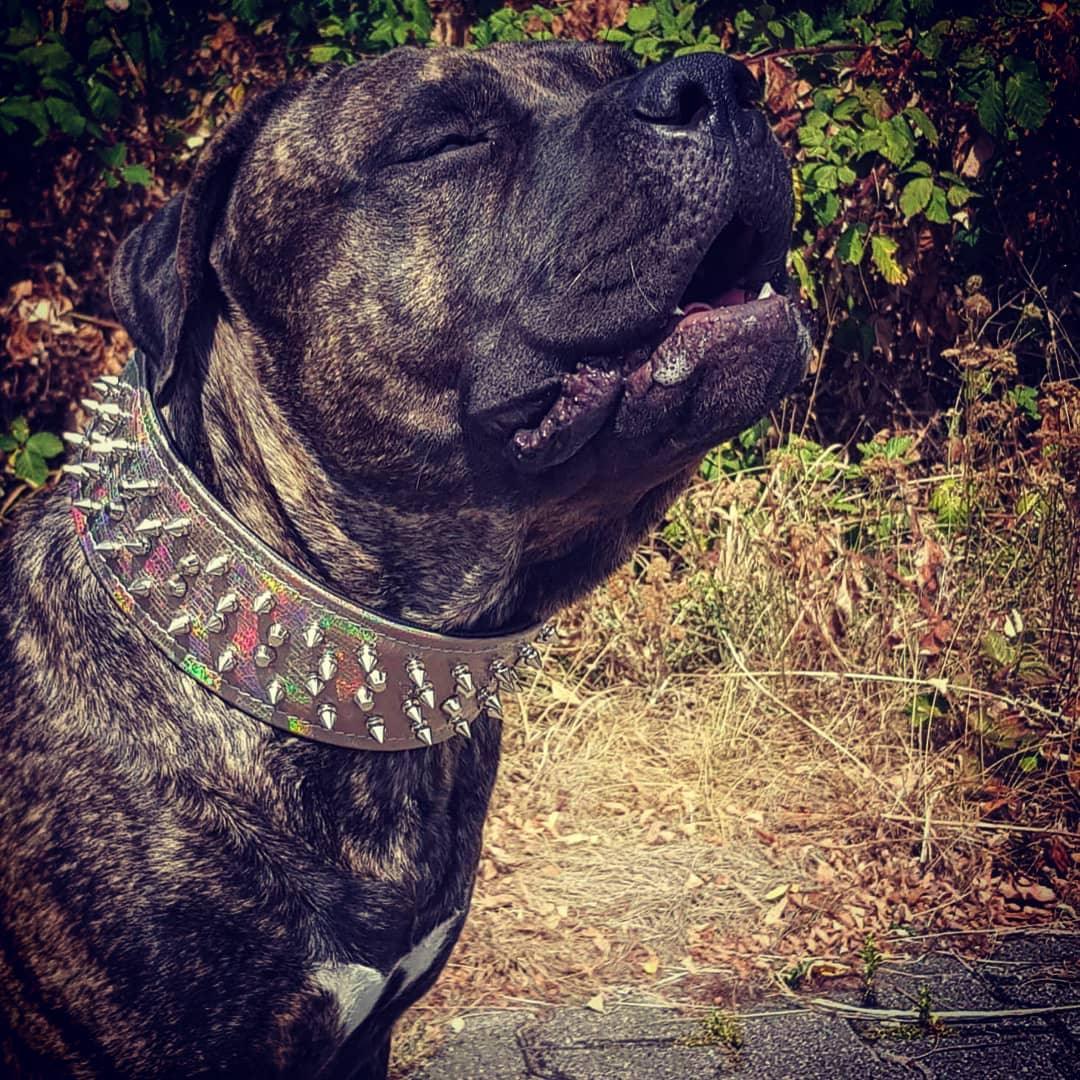 Collier pour gros chien ''Caméléon'' LIMITED